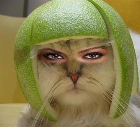 Lime Cat edited with human eyes and makeup