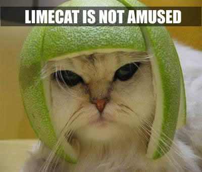 The Limecat is not amused image macro