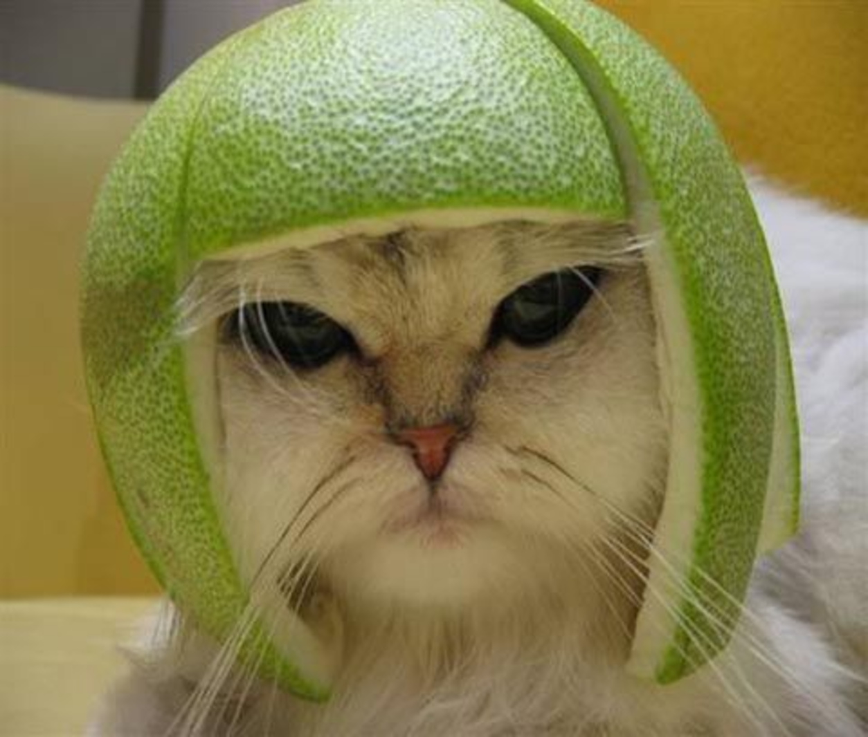 The original low resolution Lime Cat photograph